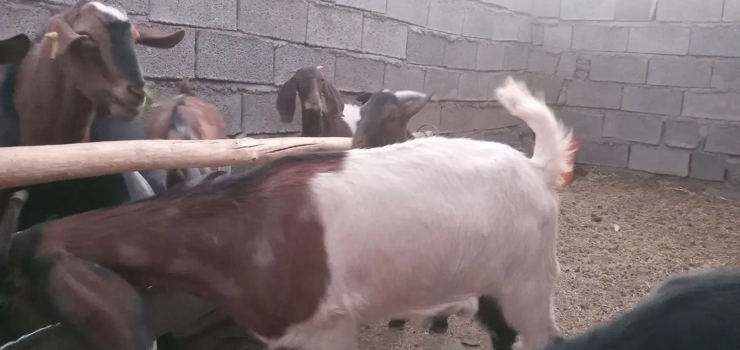 فروش ۷ راس بزغاله با یک بزمورسیا ابستن|حیوانات مزرعه|رابر, |دیوار