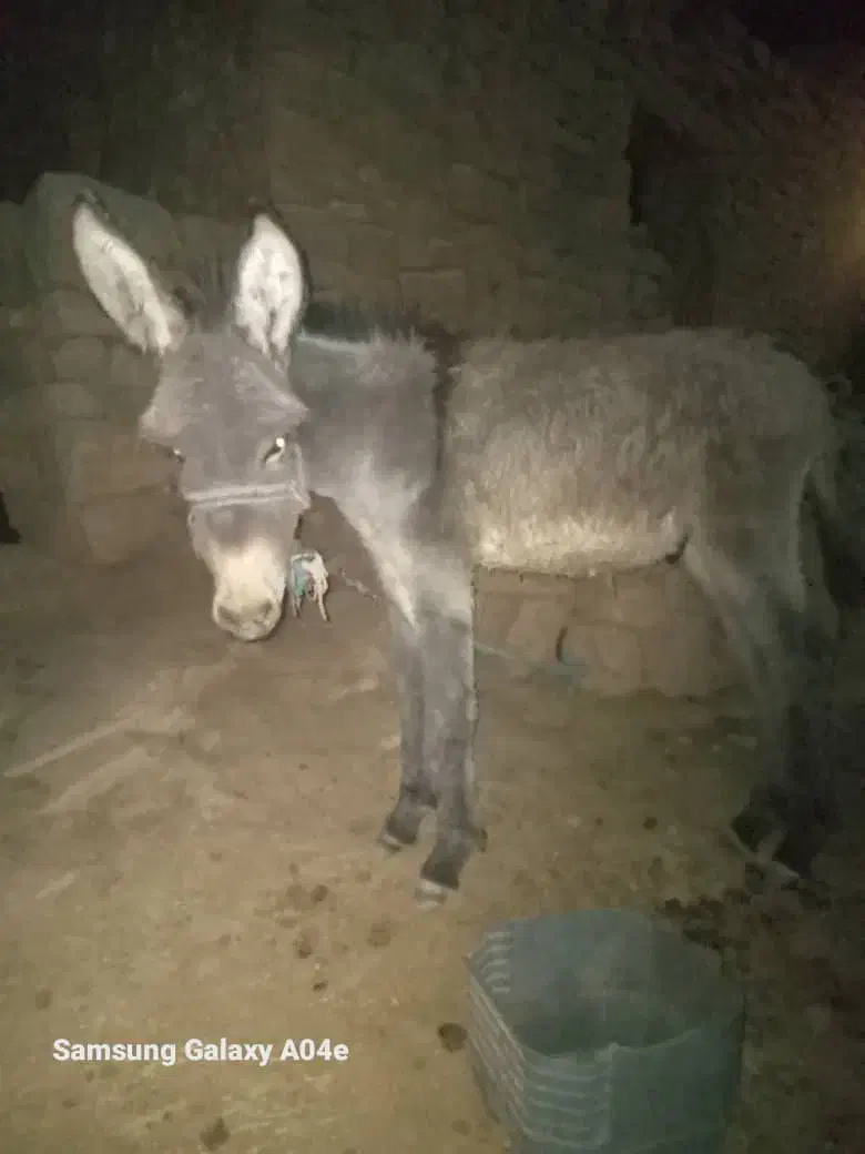 قدو نرمعاوضه بابز|حیوانات مزرعه|مسجد سلیمان, |دیوار