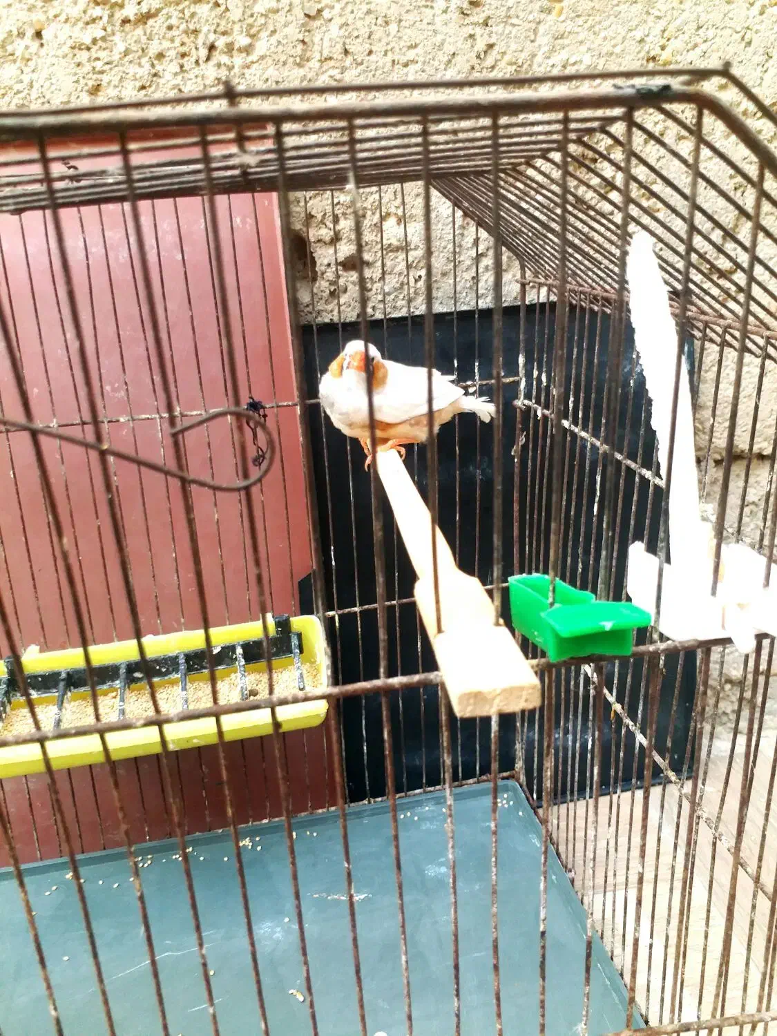 جفت فاعو درجه یک خوش رنگ|پرنده|چمران, |دیوار