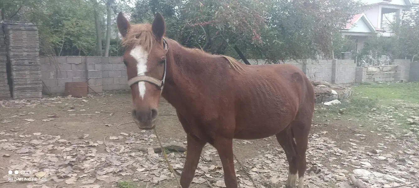 اسب آرام و زیبا سواری|حیوانات مزرعه|گوراب زرمیخ, |دیوار