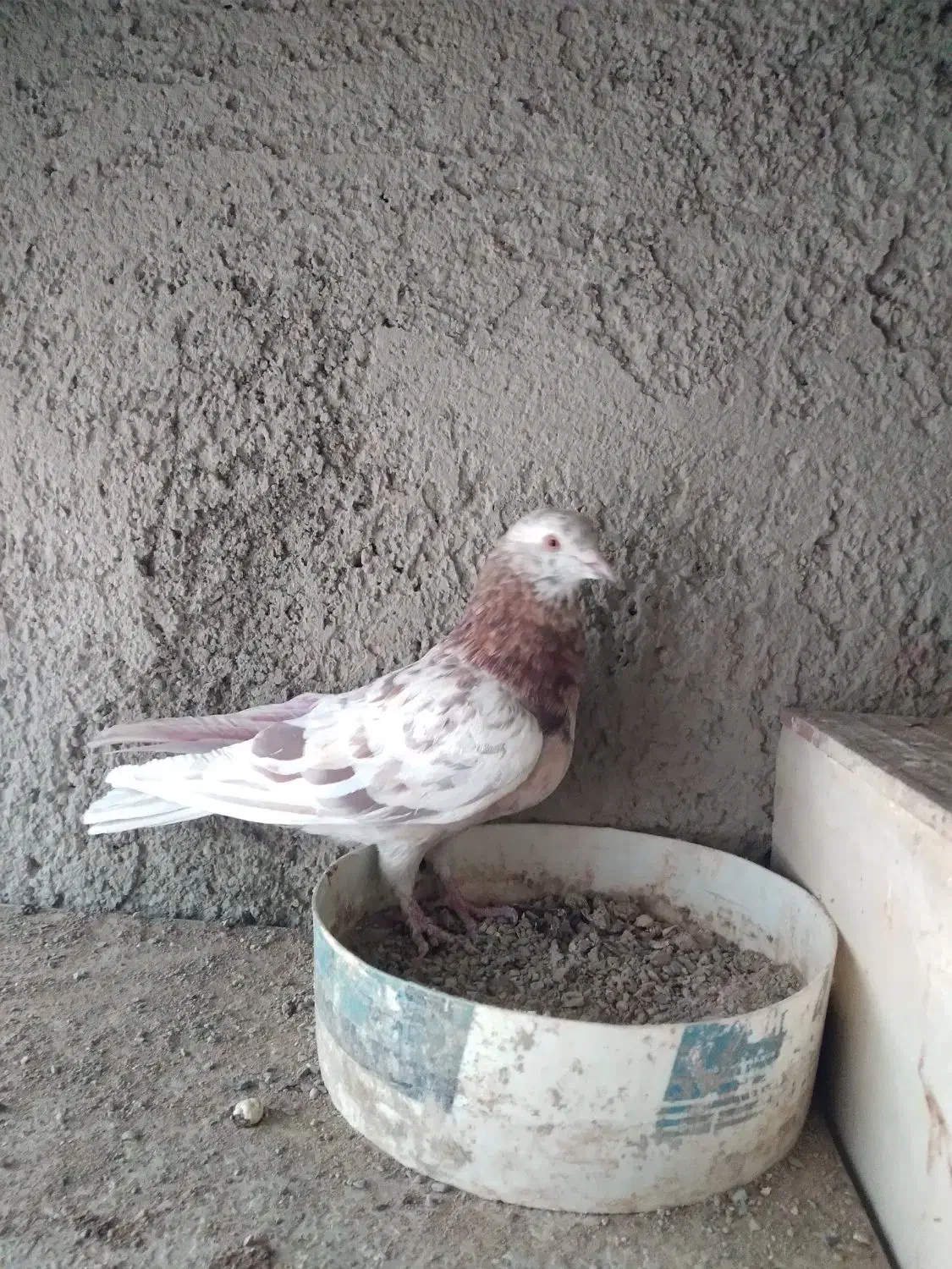 کفتر پرشی بدرد بخور|پرنده|ری, شهرک نظامی|دیوار