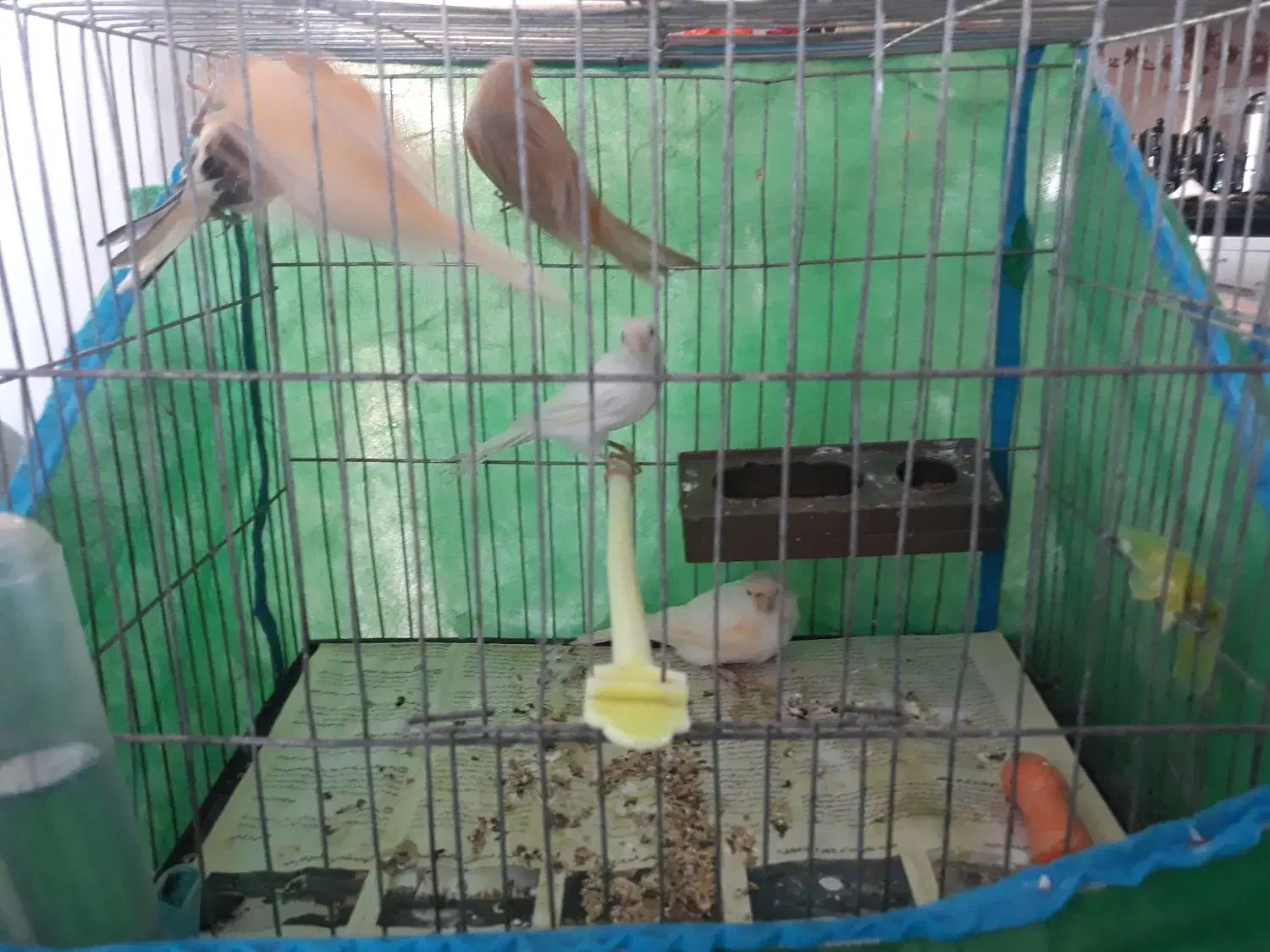 تعدادی قناری|پرنده|گنبد کاووس, |دیوار