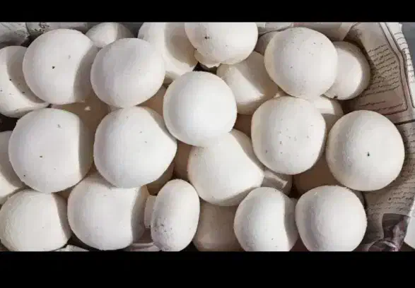 فروش عمده قارچ دکمه ای با کیفیت بالا|خوردنی و آشامیدنی|اصفهان, ارغوانیه|دیوار