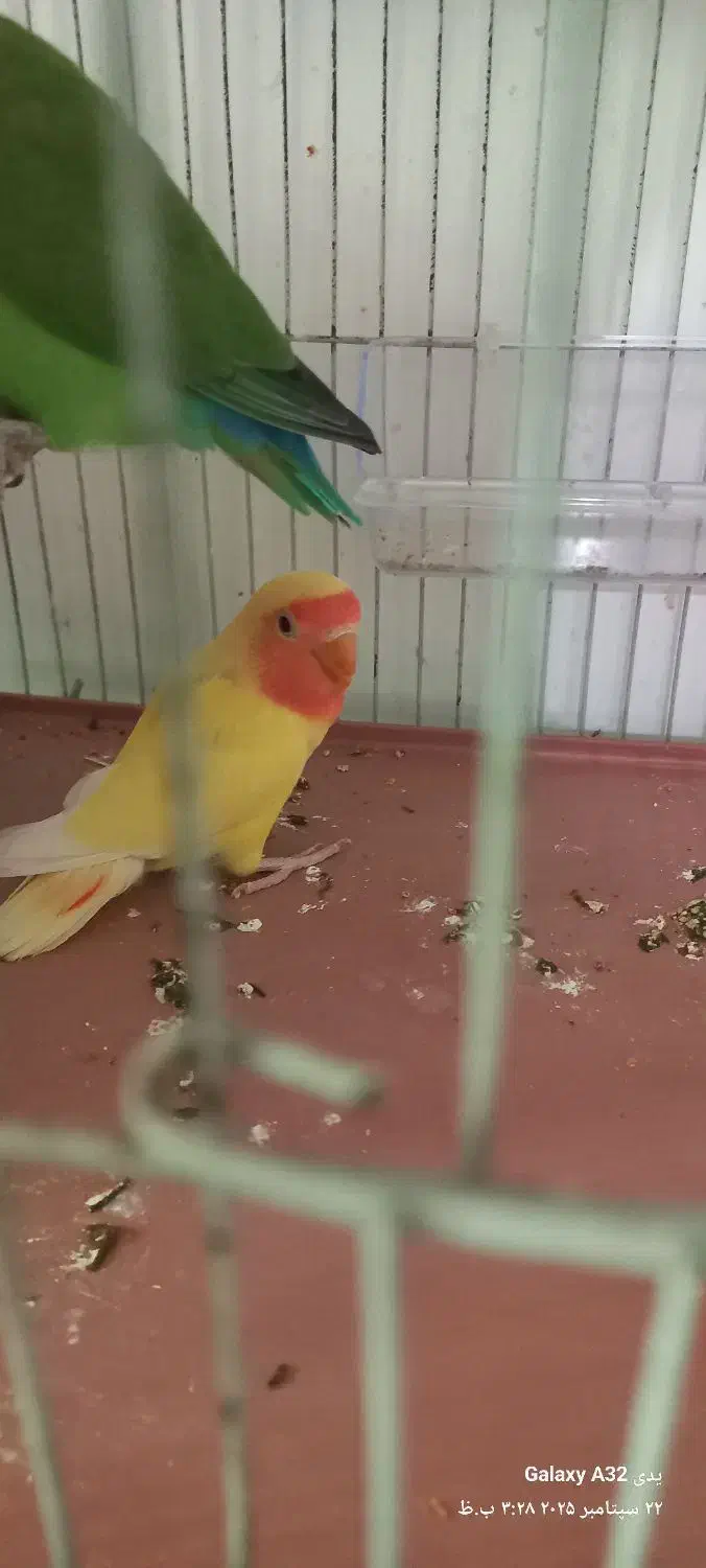 فروش پرنده|پرنده|رامسر, |دیوار