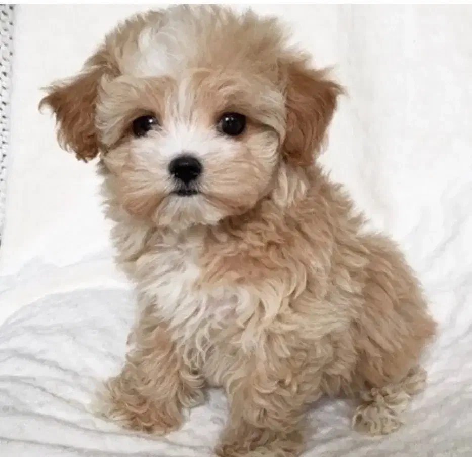 پودل مالتیز|سگ|ری, شهادت|دیوار