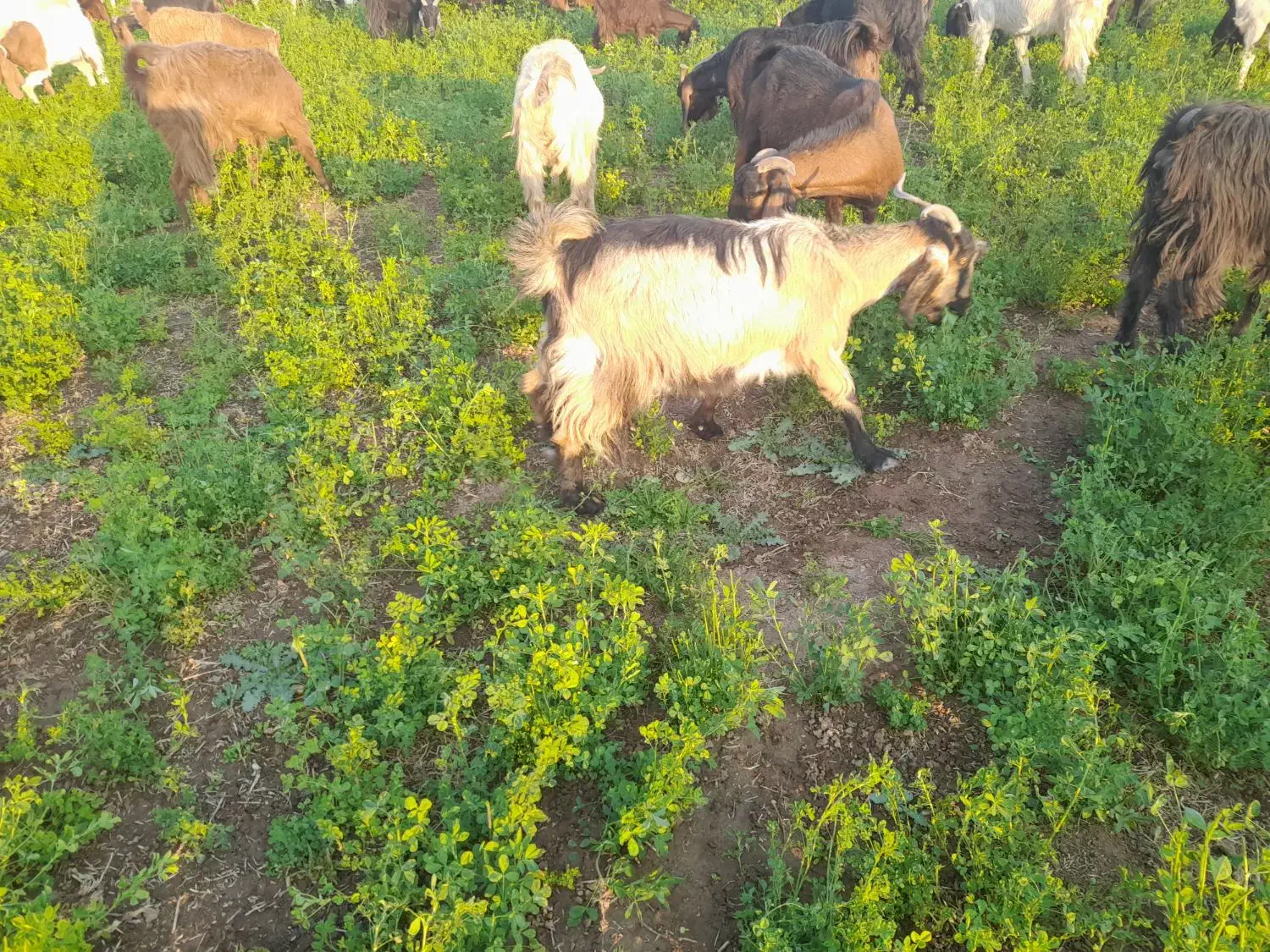 بز سرحال|حیوانات مزرعه|داراب, |دیوار