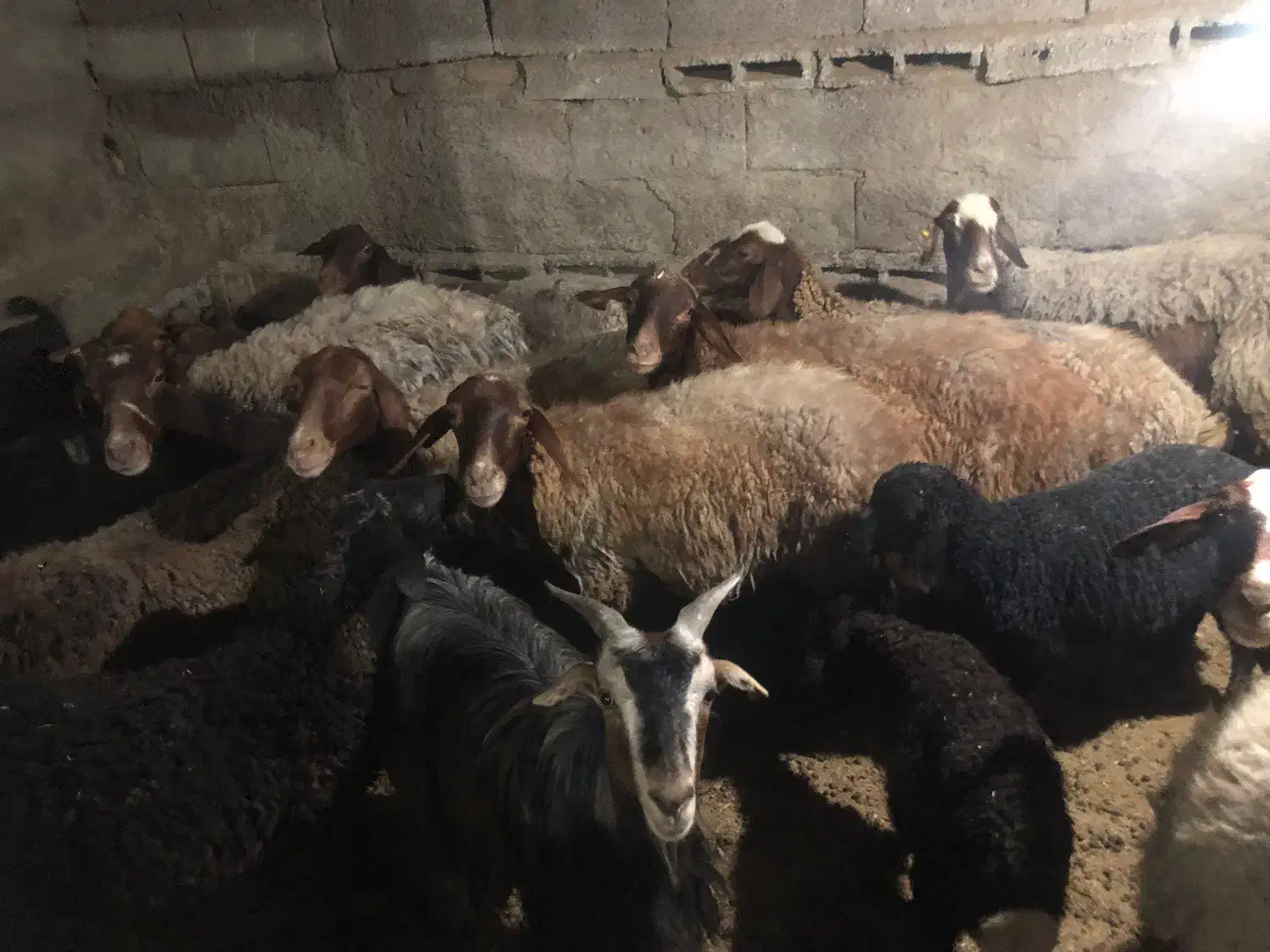 میش و بره جوان|حیوانات مزرعه|قرچک, ولی آباد|دیوار