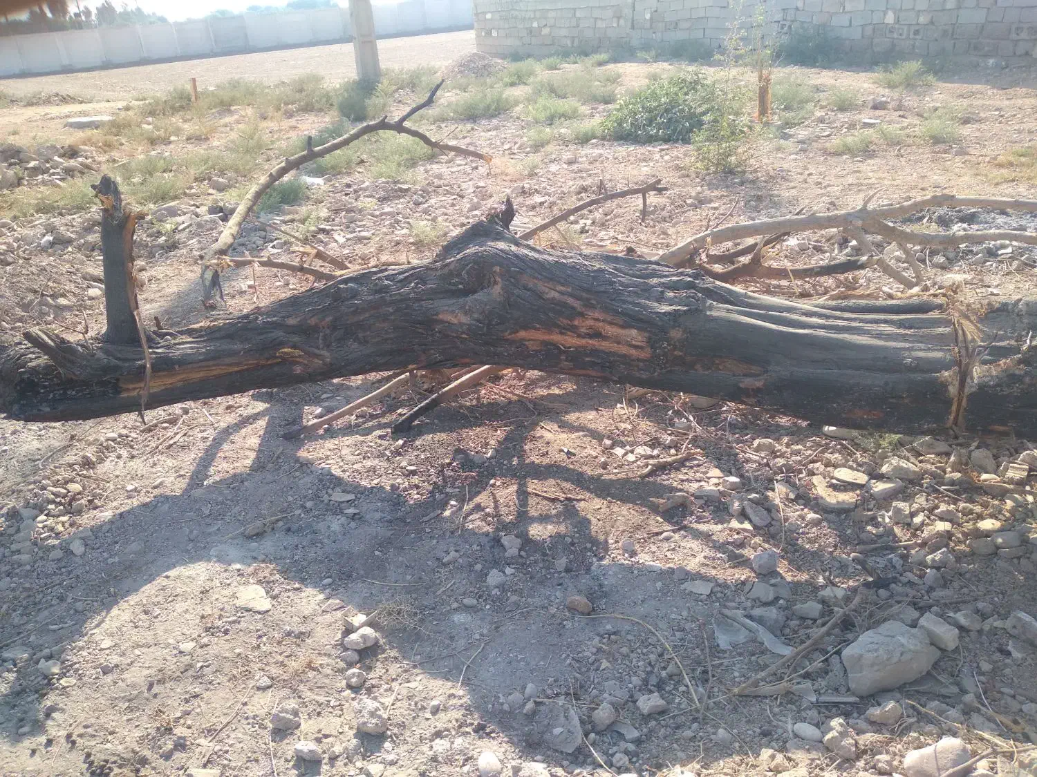 مقداری چوب برای ذوغال|عمدهفروشی|شوشتر, |دیوار