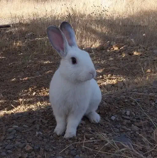 خرگوش لوپ و مینیاتوری و ساده و وسایل|موش و خرگوش|شیراز, کوشک میدان|دیوار