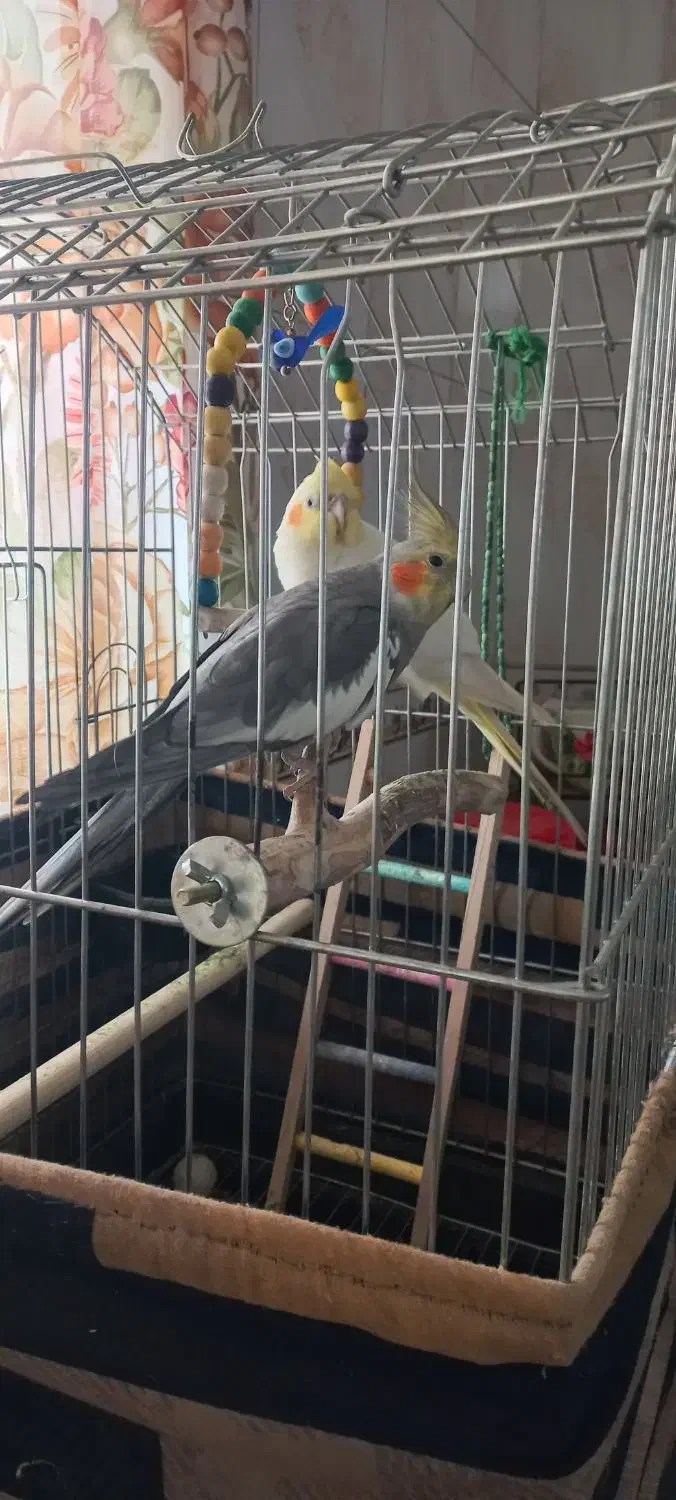 عروس هلندی|پرنده|فردوسیه, |دیوار