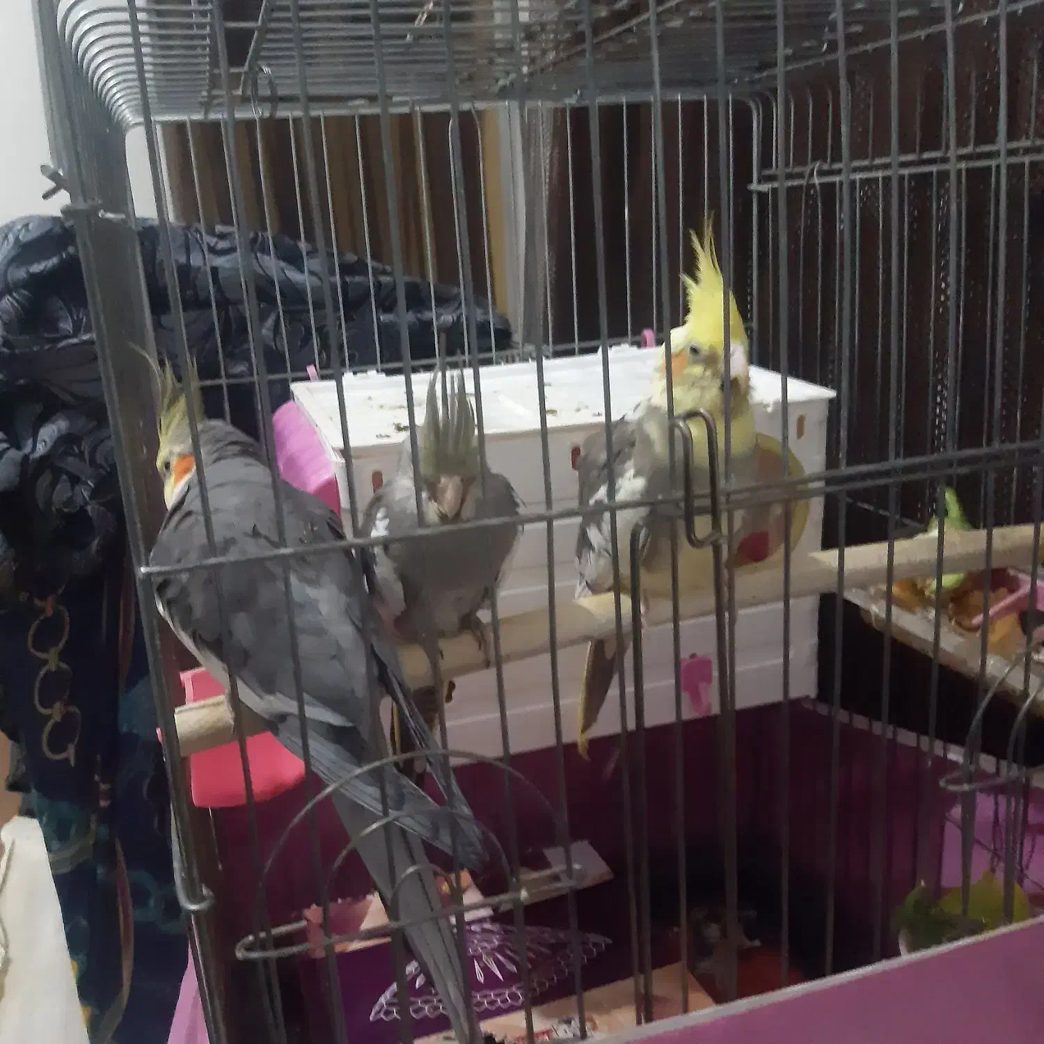 عروس هلندی مولد|پرنده|بومهن, |دیوار