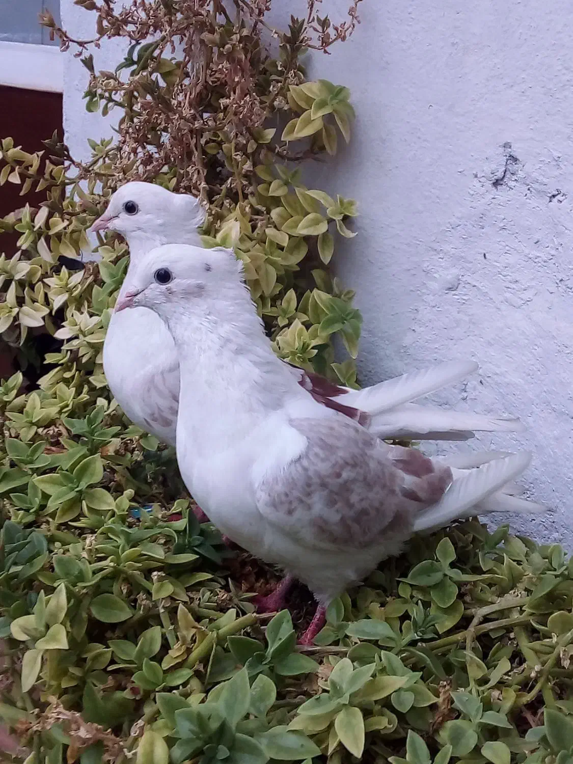 یک جفت گردار|پرنده|چگنی, |دیوار