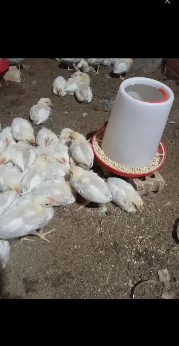 جوجه گوشتی۱۵روزه ۵۰۰گرم|حیوانات مزرعه|گرگان, |دیوار