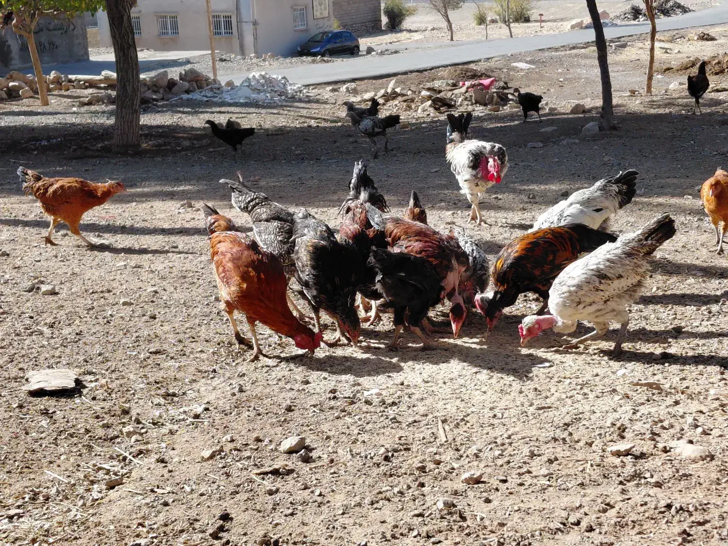 جوجه مرغ و خروس|حیوانات مزرعه|کرمانشاه, |دیوار