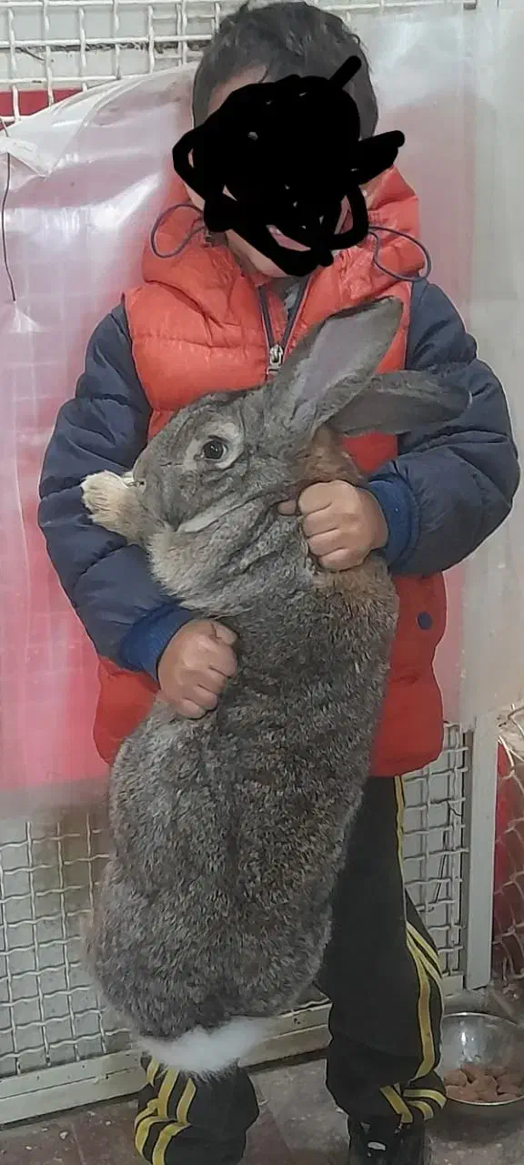 خرگوش جاینت(غول)|موش و خرگوش|ساوه, |دیوار