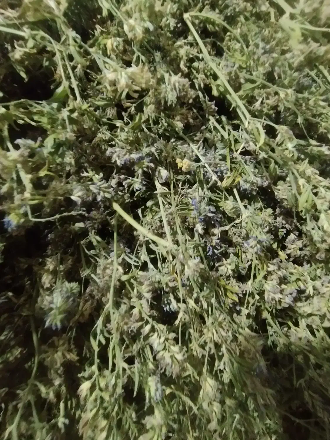 یونجه ودرجه یک|لوازم جانبی حیوانات|اسالم, |دیوار