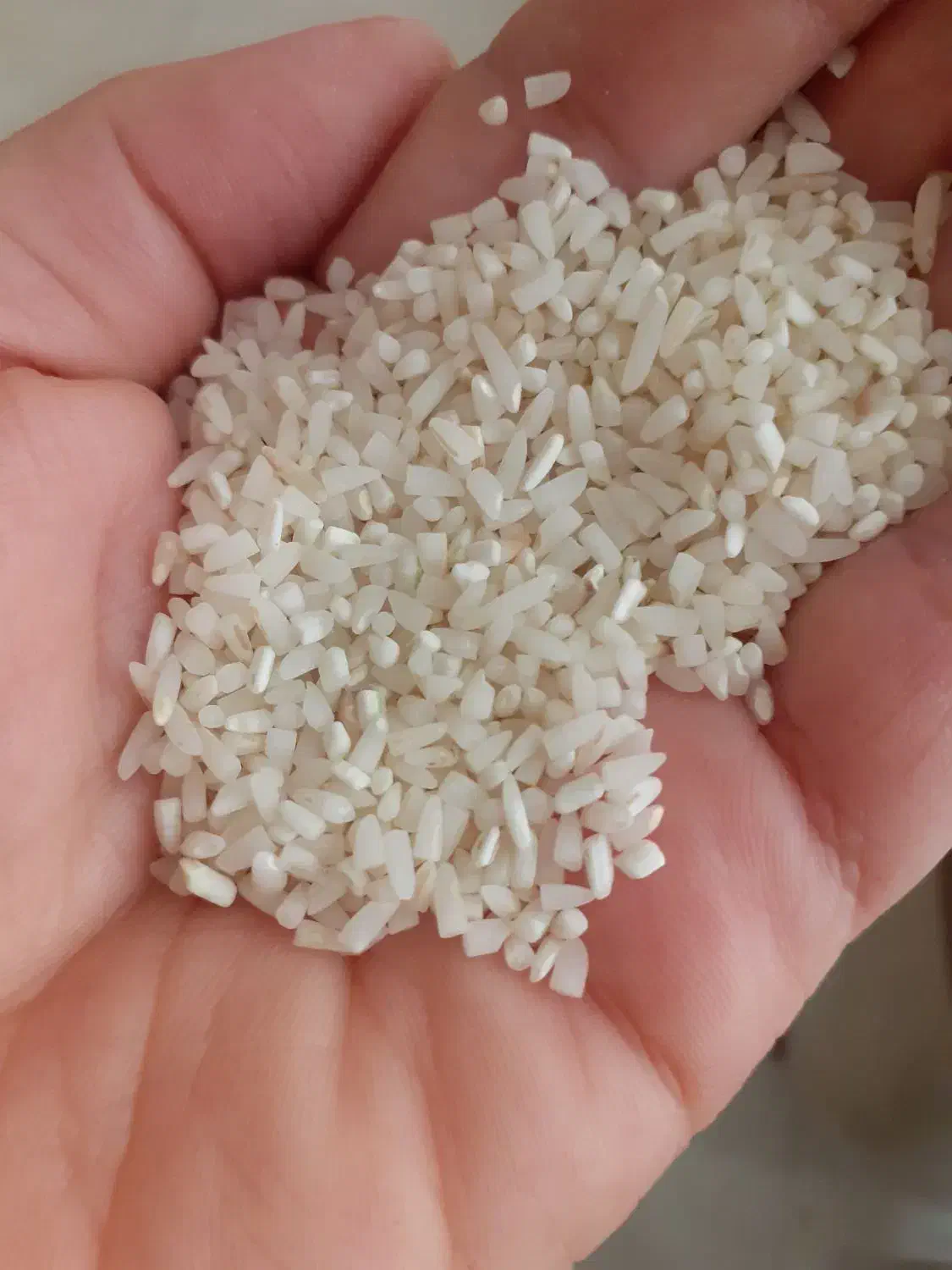 برنج نیمدانه طارم فریدونکنار|خوردنی و آشامیدنی|مشهد, کارمندان دوم|دیوار