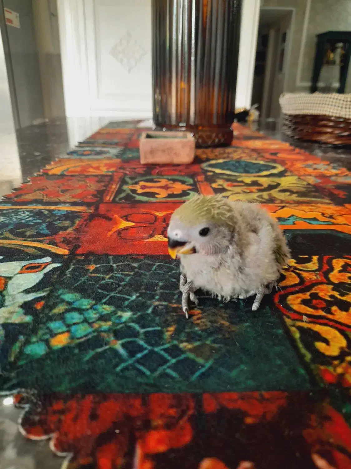 جوجه کوتوله سرلاکی|پرنده|مشهد, چهارچشمه|دیوار