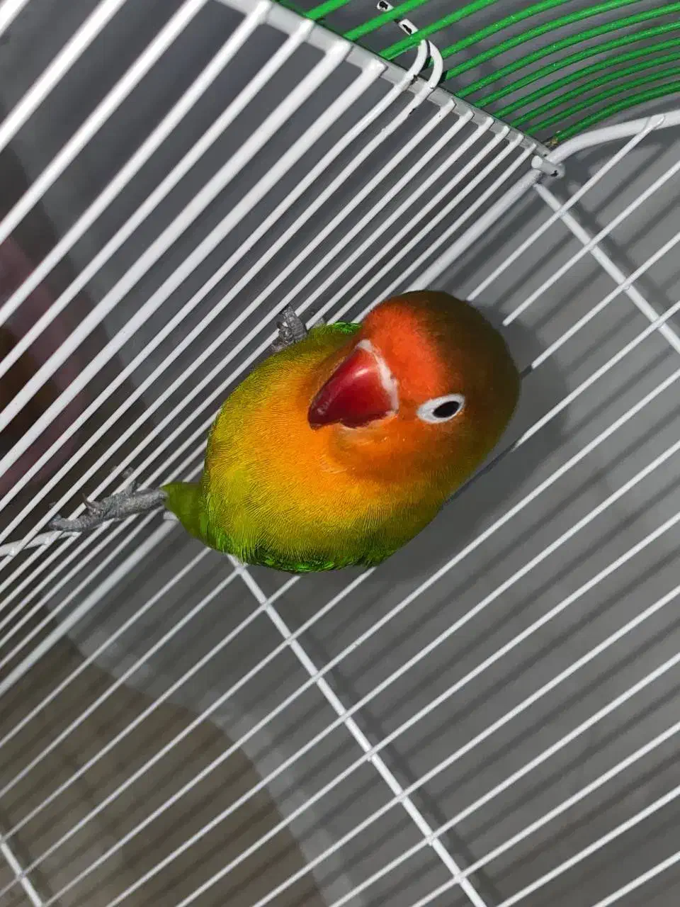 طوطی برزیلی|پرنده|سرپل ذهاب, |دیوار