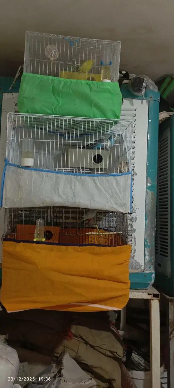 مرغ عشق|پرنده|ایوان, |دیوار