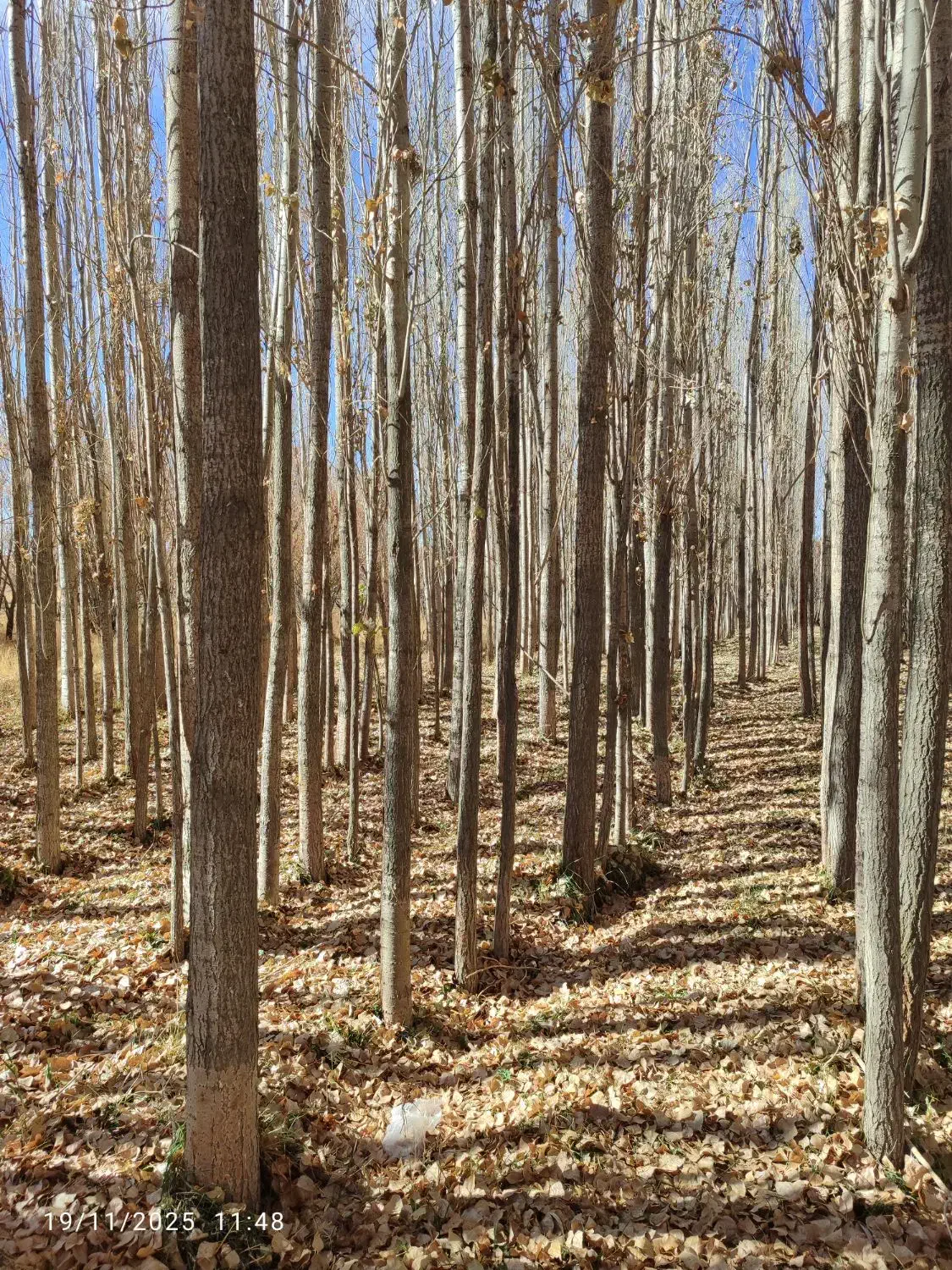 فروش چوب صنوبر|خدمات باغبانی و درختکاری|باوله, |دیوار