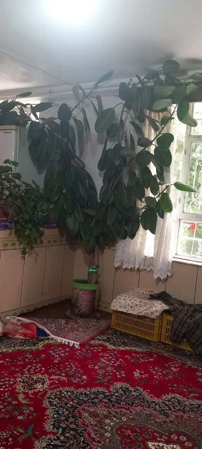 گل بانکی بزرگ مخصوص مغازه و ادارات|گل و گیاه طبیعی|خرمدره, |دیوار