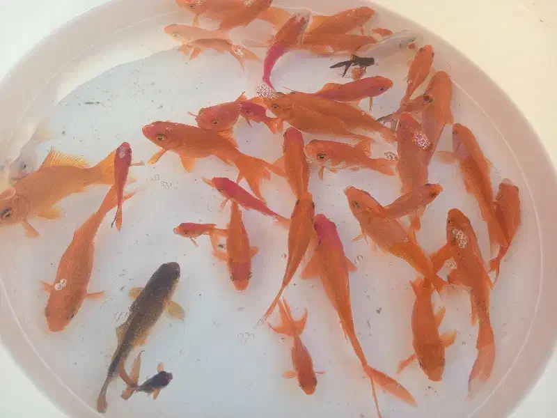 ماهی قرمز|ماهی|فردیس, شهرک ۱۱۰|دیوار