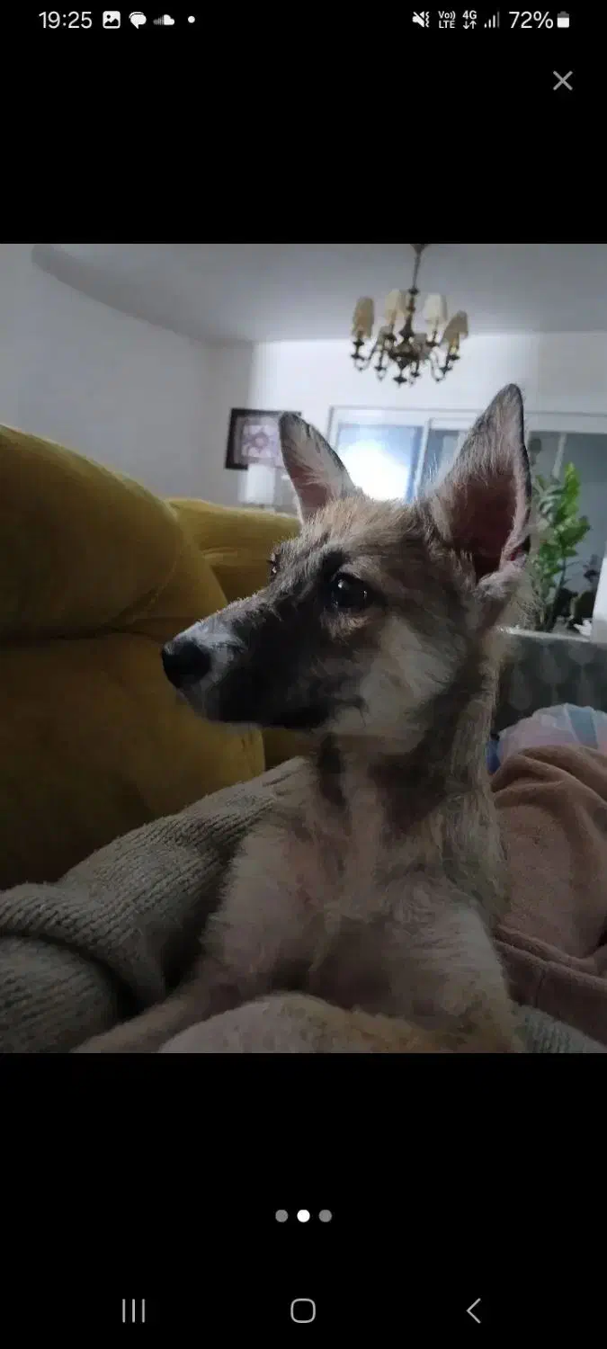 واگذاری رایگان سگ|سگ|رشت, جانبازان|دیوار