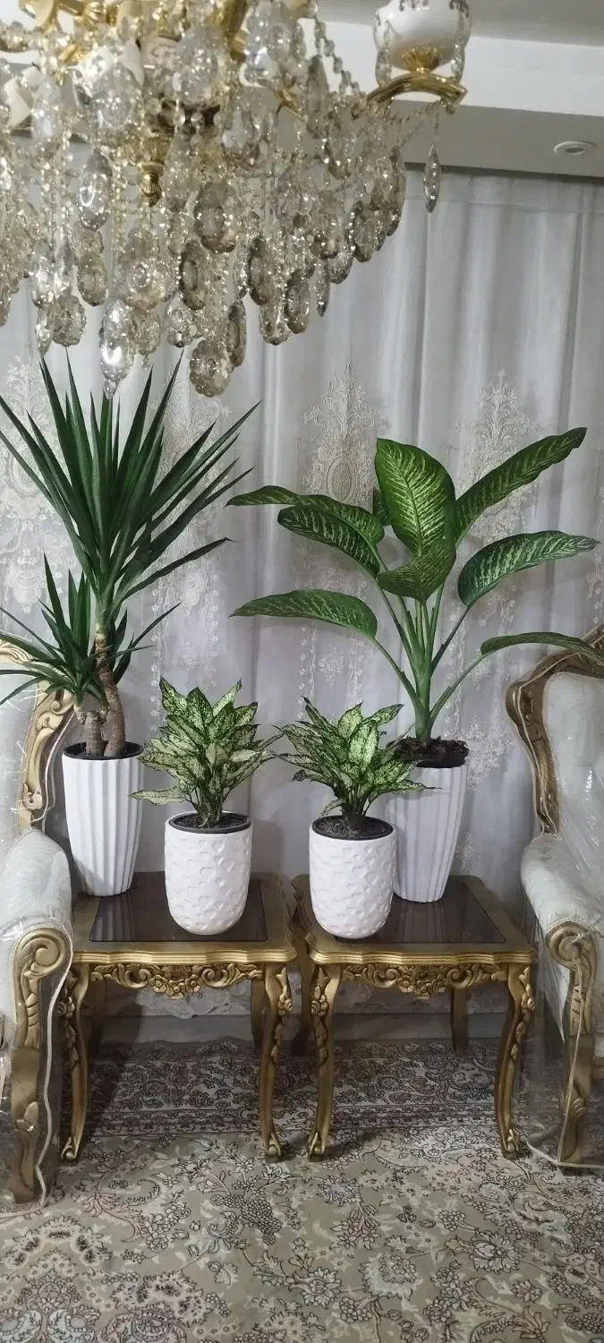 بامبوپتوس سانسوریاهمه قیمت مناسب|گل و گیاه طبیعی|مشهد, کارگران|دیوار