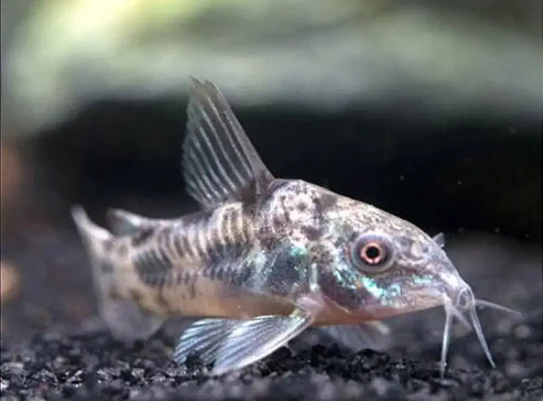 ماهی کوریدوراس فلفلی اور سایز|ماهی|تهران, گلستان (شهرک راه آهن)|دیوار