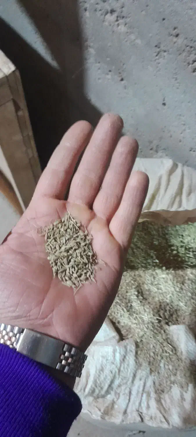 فروش زیره سبز|عمده‌فروشی|میان جلگه, |دیوار