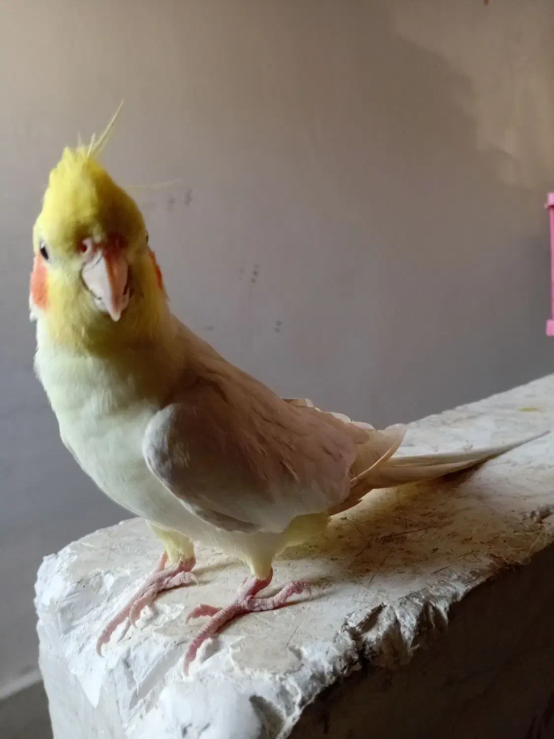 عروس هلند عاس|پرنده|بومهن, |دیوار