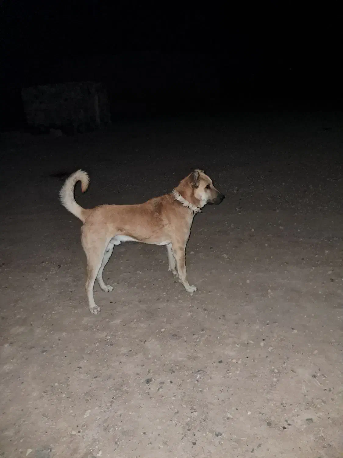 سرابی ۱۴ ماه گله ایی فی ۸|سگ|ماکو, |دیوار