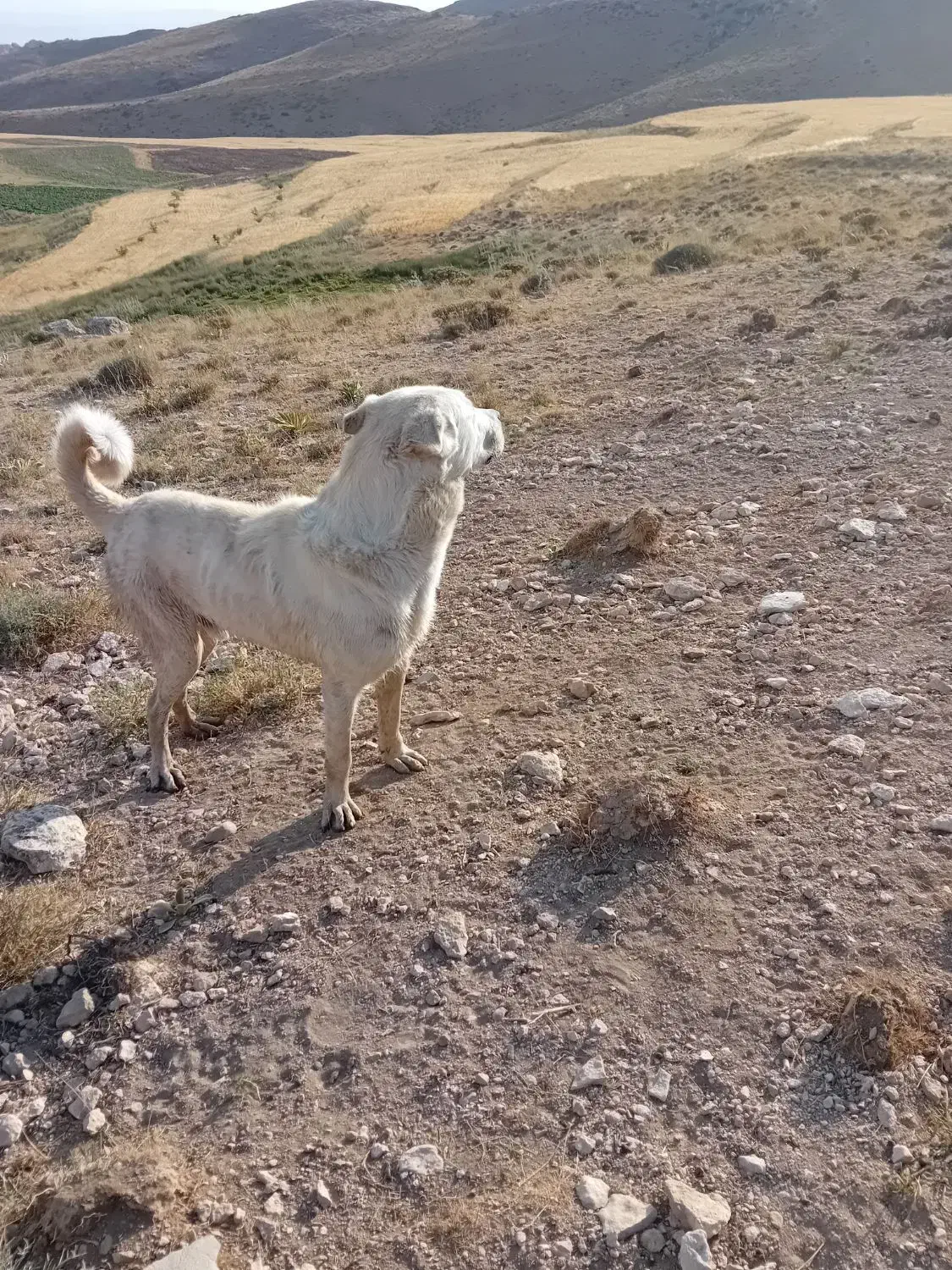 لال|سگ|آبگرم, |دیوار