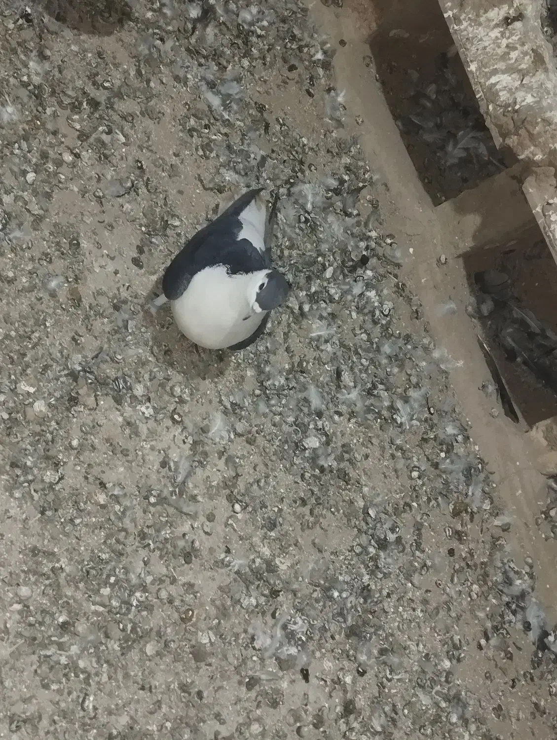 جفت رنگی فروشی|پرنده|سلامی, |دیوار