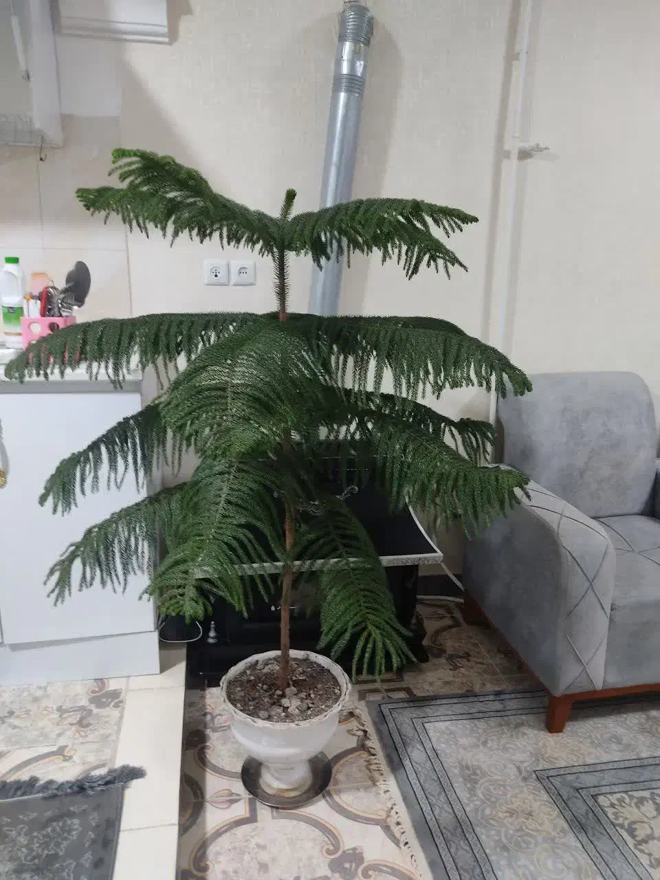 کاج مطبق شاداب و سرحال|گل و گیاه طبیعی|رشت, باهنر|دیوار