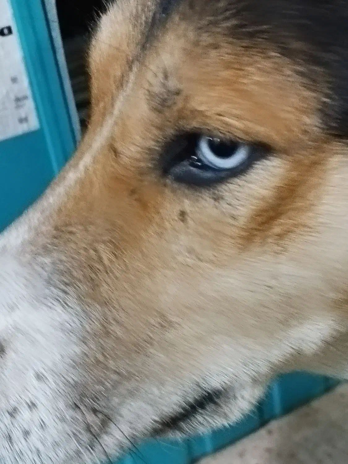 هاسکی|سگ|پرند, فاز ۴|دیوار