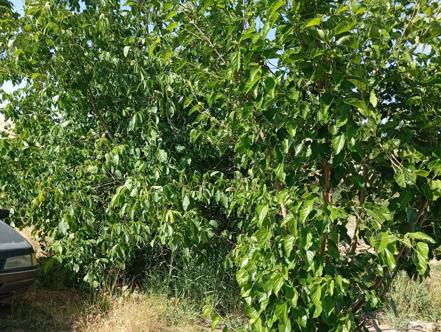 باغ یک هکتاری نزدیک به شهر|فروش زمین و ملک کلنگی|زنجان, |دیوار