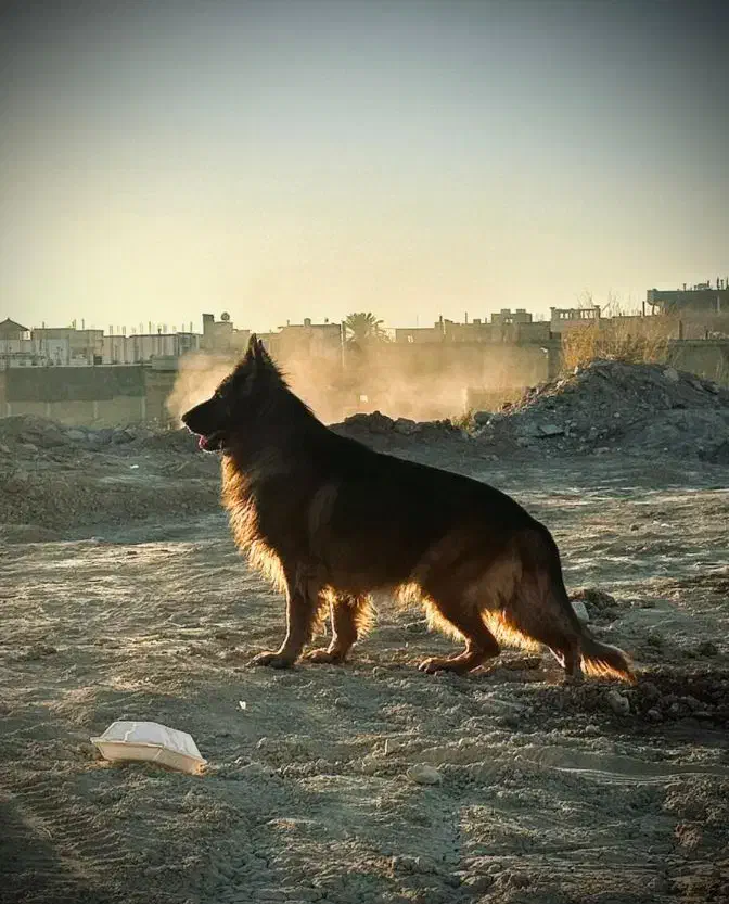 ژرمن شپرد شولاین نر|سگ|نورآباد ممسنی, |دیوار