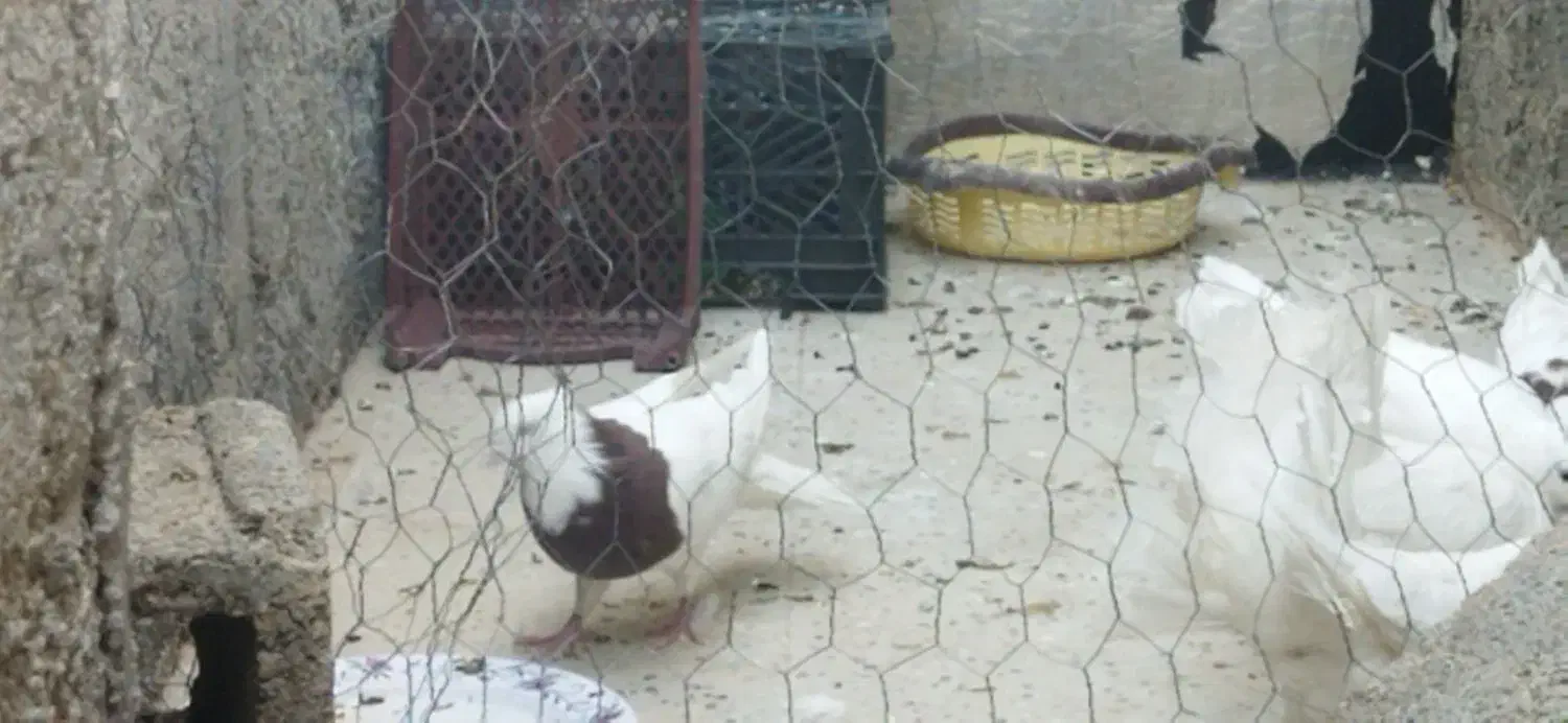 یه دسته کبوتر بی نقص خاص وارزون|پرنده|دهدشت, |دیوار