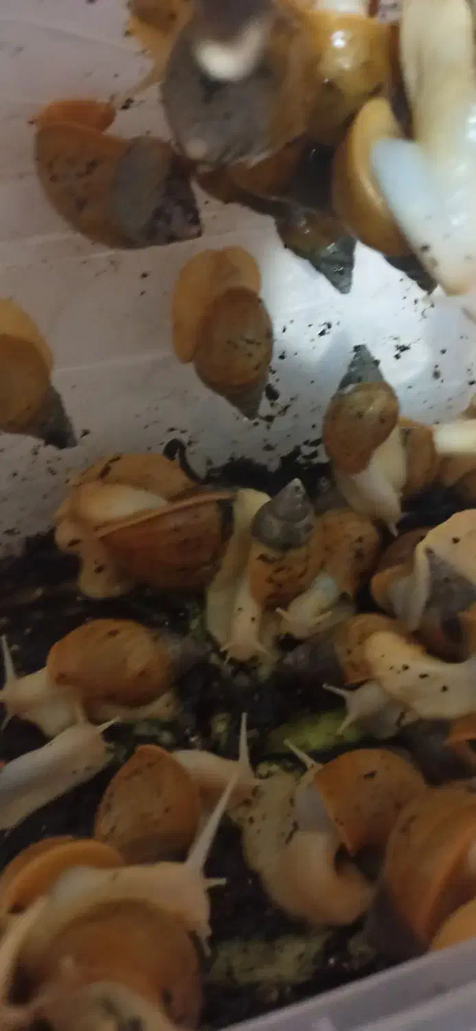 فروش حلزون مولد|خزنده|دزفول, |دیوار