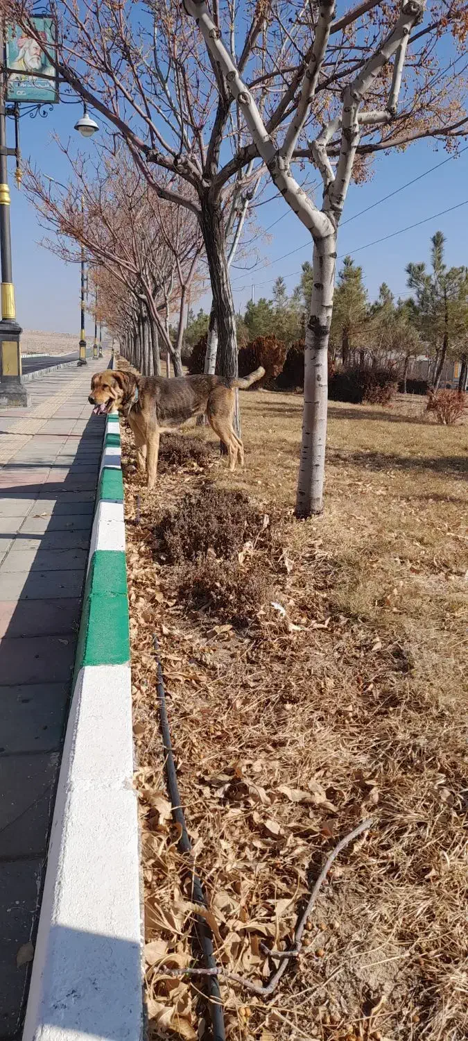 سگ گمشده|حیوانات|اراک, |دیوار