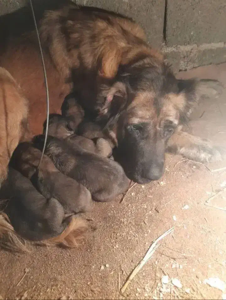 سگ سرابی اصیل درجه یک|سگ|رباطکریم, رباطکریم|دیوار