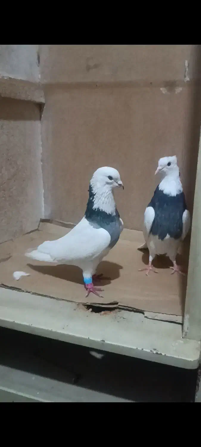 جفت طوقی|حیوانات|اندیمشک, |دیوار