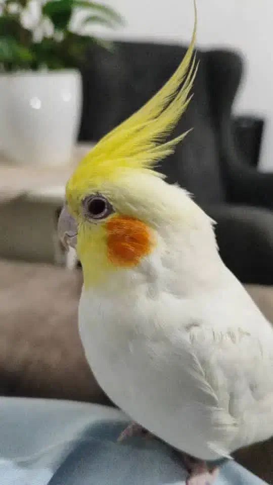 فروش گرینچیک ،طوطی برزیلی ، عروس هلندی، قناری|پرنده|تهران, استاد معین|دیوار