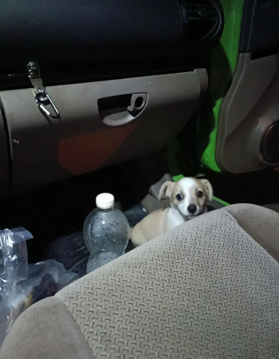 واگذاری سگ میکس اشپیتزوبچه گربه یه چشمش تخلیه شد|سگ|کرج, کوی کارمندان جنوبی|دیوار