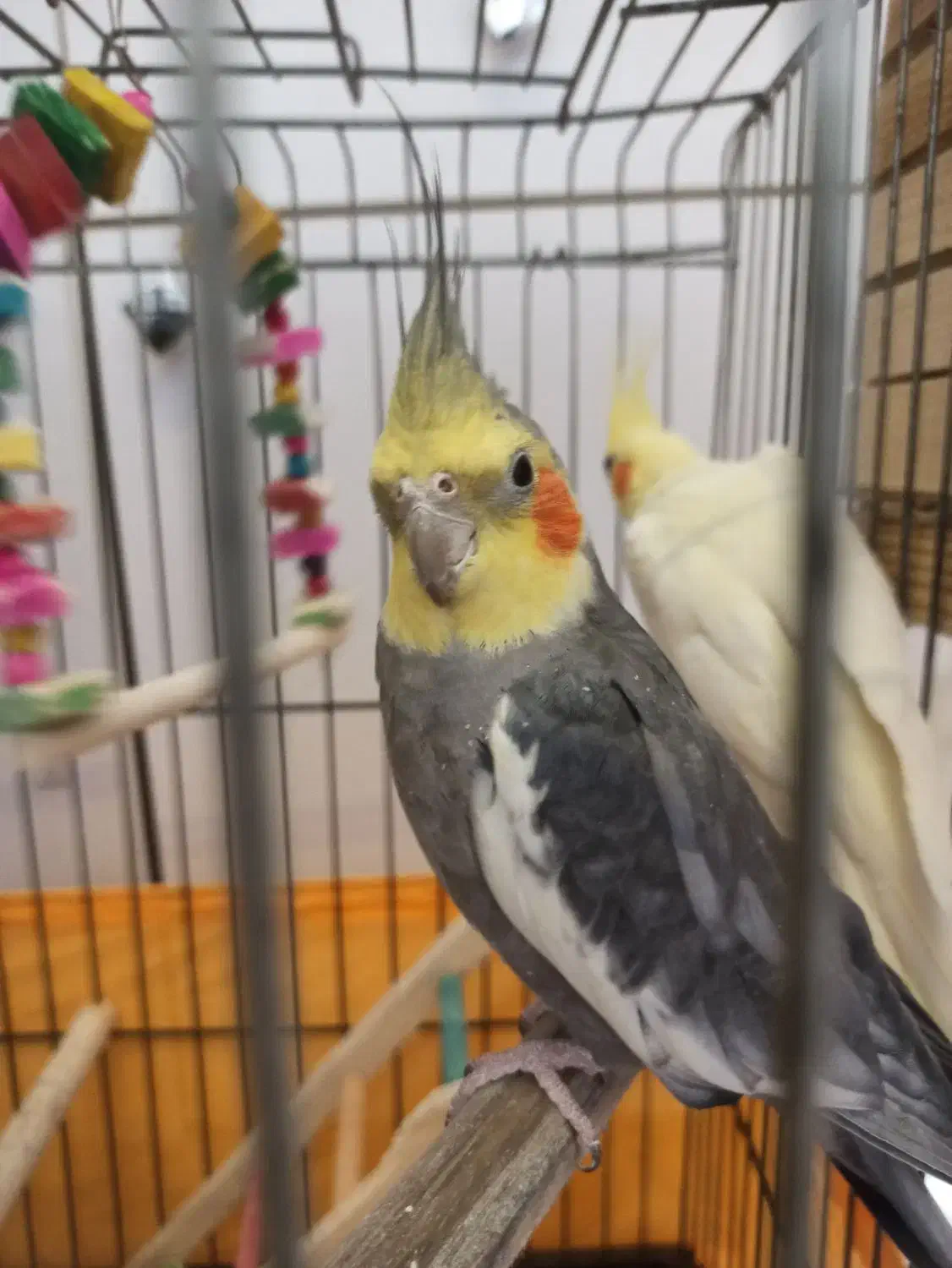 عروس هلندی مولد|پرنده|رباطکریم, رباطکریم|دیوار