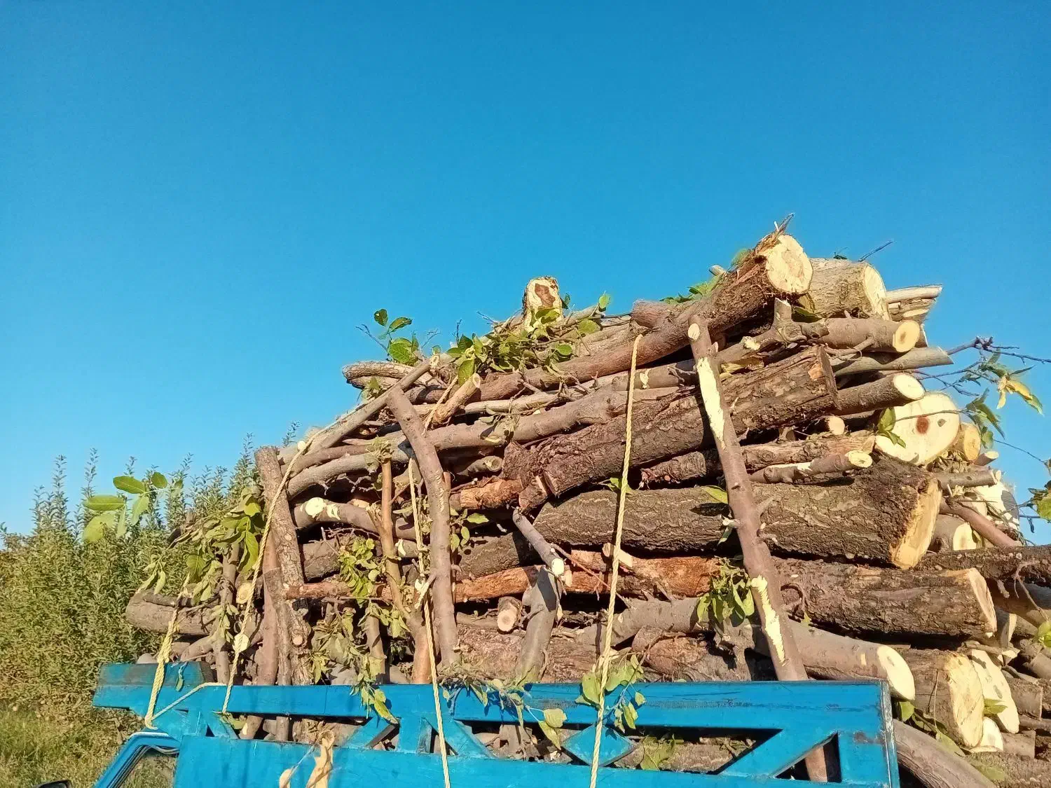 خریدانواع صنوبر بید چوب میوه خرید بادریز|خدمات باغبانی و درختکاری|اهر, |دیوار