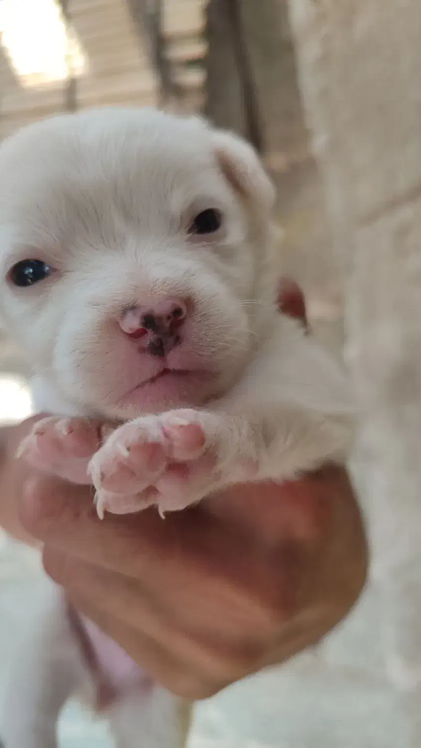 واگذاری پاکوتاه|سگ|سیرجان, |دیوار