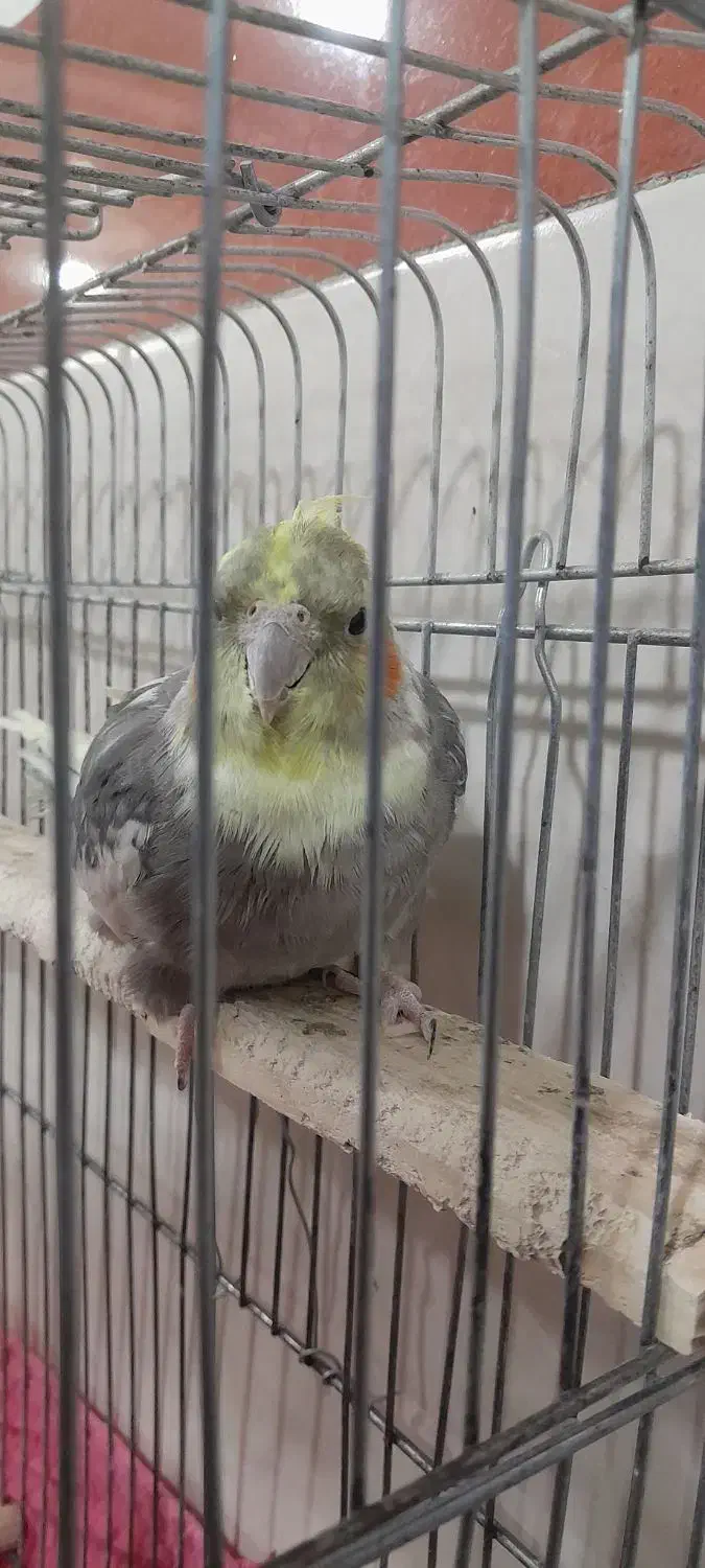 فروش عروس هلندی،دو جفت بالغ آماده تخم گذاری|پرنده|تیکمه داش, |دیوار